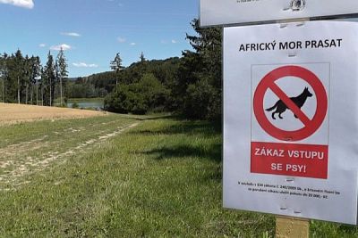 Likvidace afrického moru prasat ve Zlínském kraji