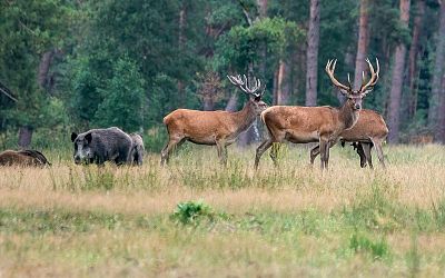 Ochrana kukuřice, obilí a brambor v Libereckém kraji